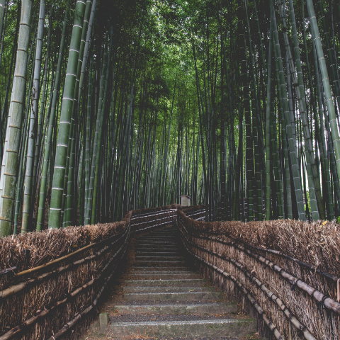 Arashiyama bamboo forest